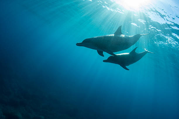 istock Two wild dolphins swimming together 2211518463