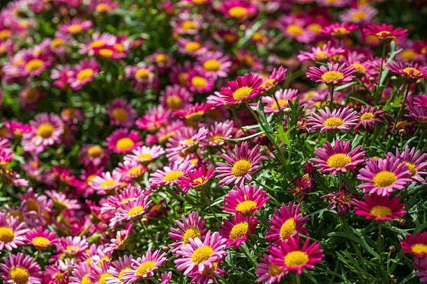 Marguerite in blossom