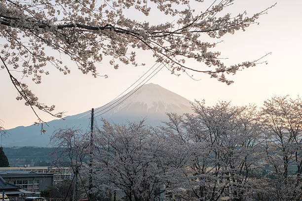 Rape blossoms and cherry blossoms in the early morning
