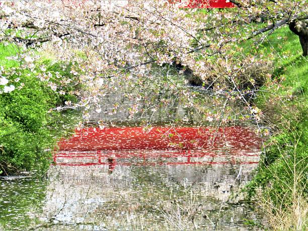 Japan. Cherry blossom.