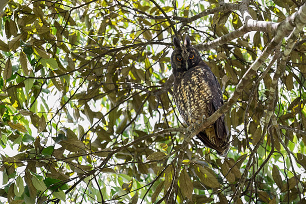 Owl perched inside a tree on a sunny day. The owl has a penetrating and entimidating look. Species Stygian owl, Asio stygius.