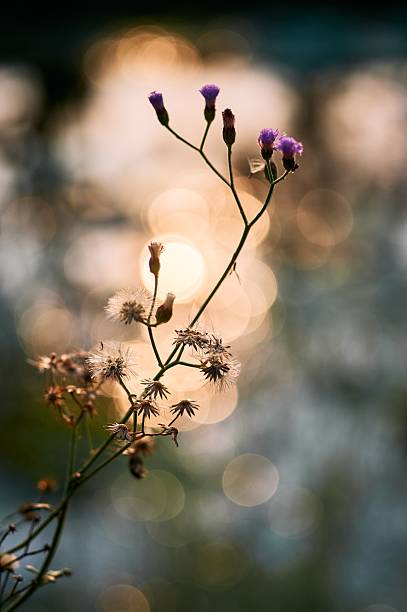 Nature’s Poetry: Wildflowers in a Glow of Light in Sila, Khon Kaen, Thailand