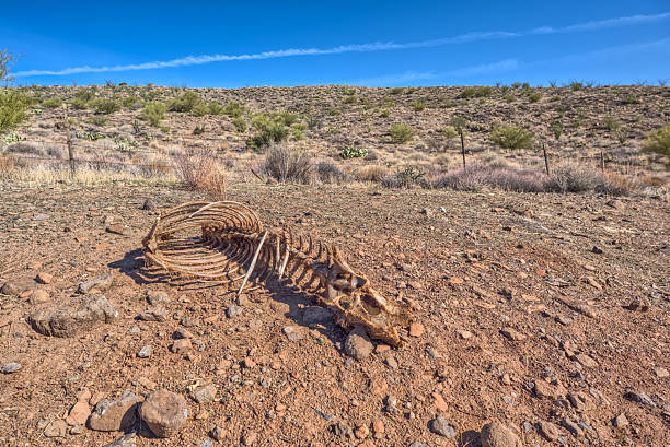 istock Skeleton in the Agua Fria National Monument 2211520749