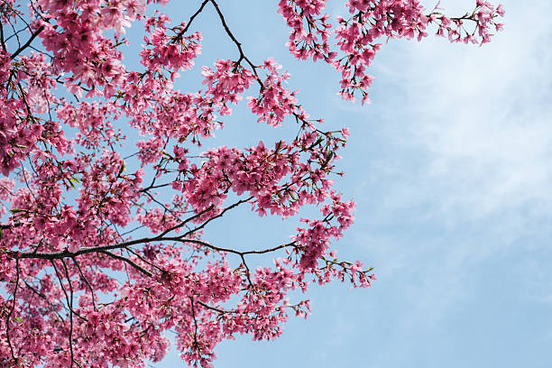 istock Blue sky and pink cherry blossoms 2211520943
