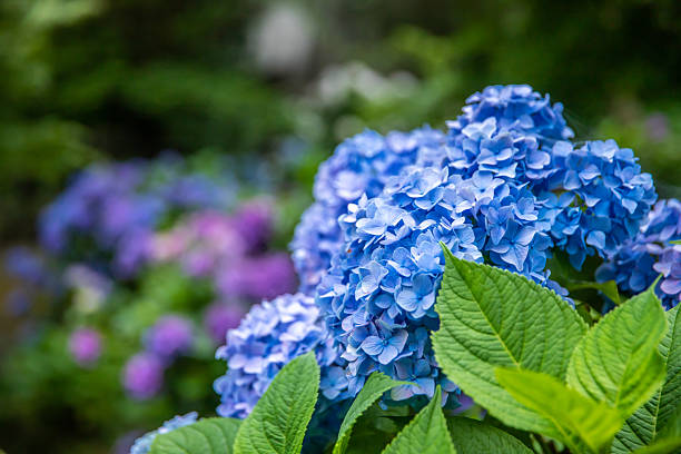 istock Hydrangeas in Kamakura, Kanagawa Prefecture 2211521093
