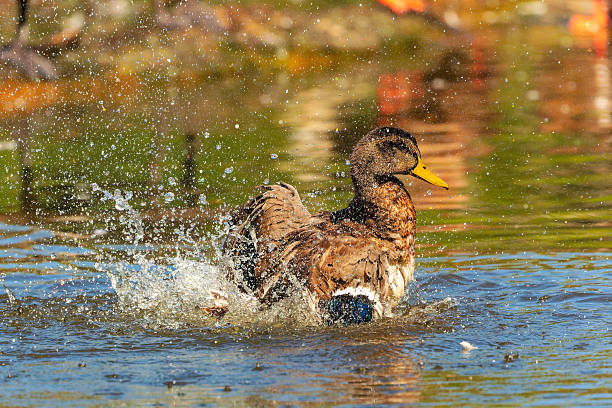 istock A wild duck is bathing in the lake. 2211521204