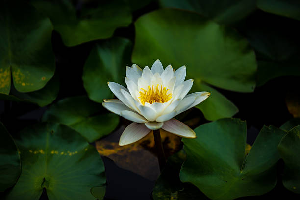istock Tokyo Sarue Park - Water lilies 2211521649