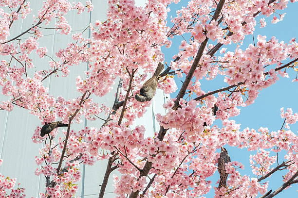 istock Pink cherry blossoms and birds 2211522309