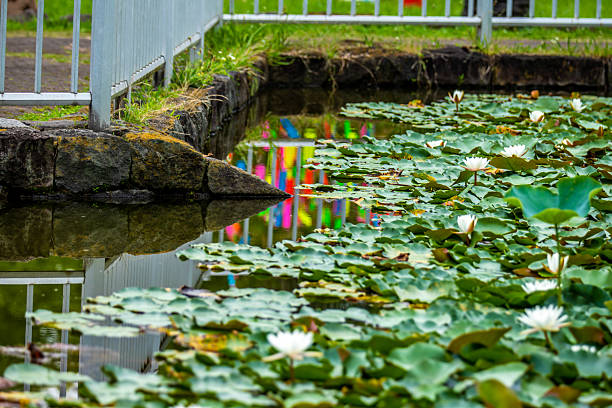 Beautiful water lilies in the pond. Reflection in the water in nature