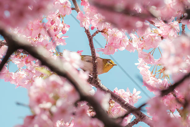 istock Pink cherry blossoms and birds 2211522484