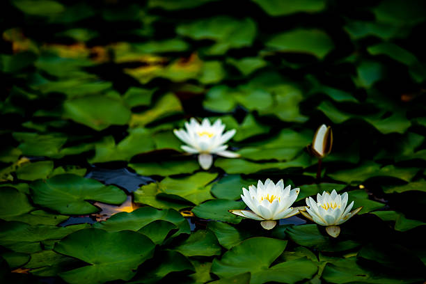 Tokyo Sarue Park - Water lilies