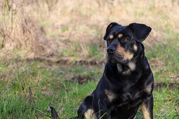 istock A young black and tan dog, possibly a Rottweiler or a mixed breed, sits in a spring meadow with withered and young green grass. The dog has a characteristic black coat with reddish-brown markings on its muzzle, chest, and paws. 2211522784