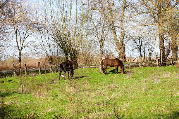 Two ponies, one dark brown and the other almost black, graze in a spring meadow with the first green grass under a blue sky with light clouds.