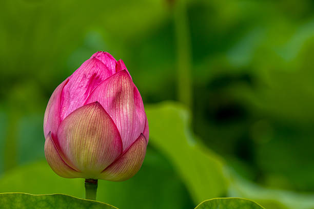 istock Tokyo Ueno Park Lotus Pond 2211523073
