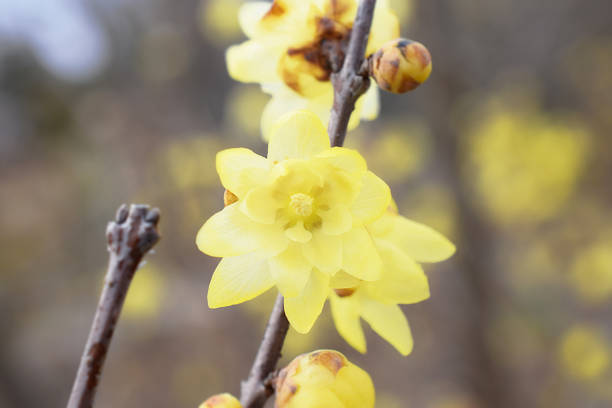 Yellow flowers of Wintersweet in winter on a blurred background