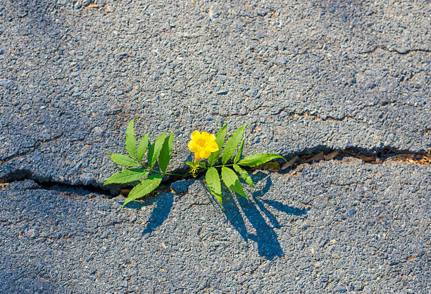 Flowers on the rock crack