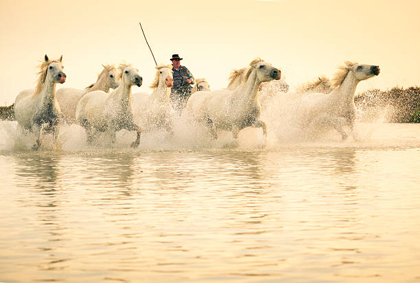 Aigues-Mortes, France - June 28, 2024: Adult male Gardian cowboys ride White Camargue horses through a marsh in the Camargue, Europe