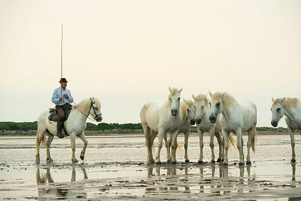 Aigues-Mortes, France - June 29, 2024: Adult male Gardian cowboy on horseback guides his herd across shallow lagoon on a beach in the Camargue, Europe