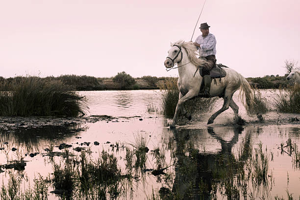 Aigues-Mortes, France - June 28, 2024: Adult male Gardian cowboy rides his  White Camargue horse through a marsh at dusk in the Camargue, Europe