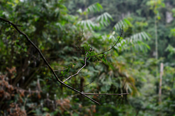 Close up of a small branch in the forest