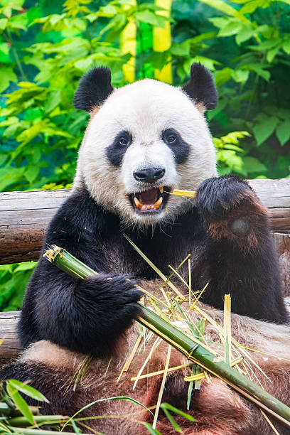 istock The Giant Panda Bear sits while eating a bamboo stalk 2211528434