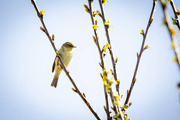 istock A Chiffchaff (Phylloscopus collybita) performing its courtship display on a branch. The small, energetic songbird flutters on the twig, 2211529308