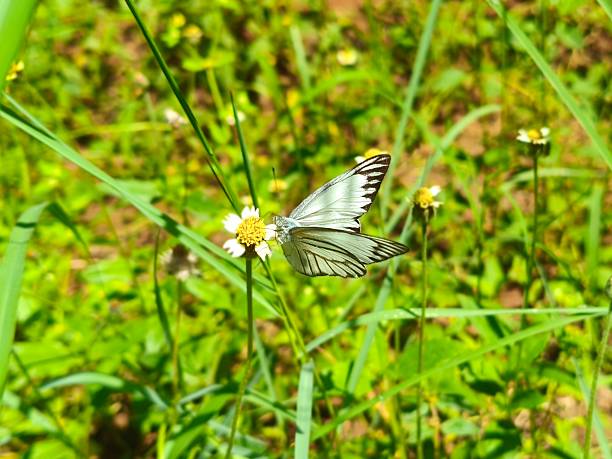 Butterfly on a Wildflower in Sunlight