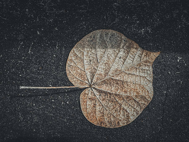 Single dried heart-shaped leaf on textured dark asphalt, highlighting natural decay and organic detail.