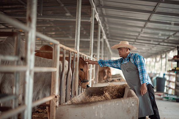 istock Farmer is seen walking through a covered livestock stable, pulling a small cart filled with straw feed highlighting the effort and dedication involved in maintaining a farm connection to agricultural life. 2211531928