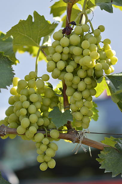 istock grapes in vineyard close up 2211533034