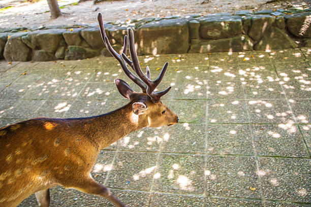 Deer of Miyajima, Hiroshima Prefecture
