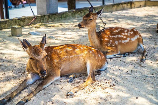 istock Deer of Miyajima, Hiroshima Prefecture 2211533378