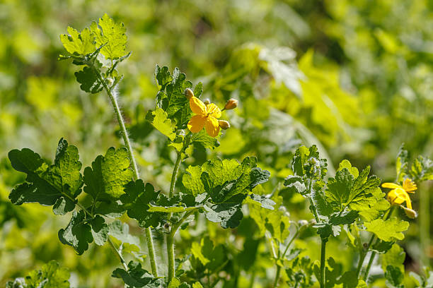 istock Chelidonium majus L. Yellow Flowers in Spring Light 2211533991