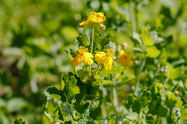 istock Chelidonium majus L. Yellow Flowers in Spring Light 2211533992