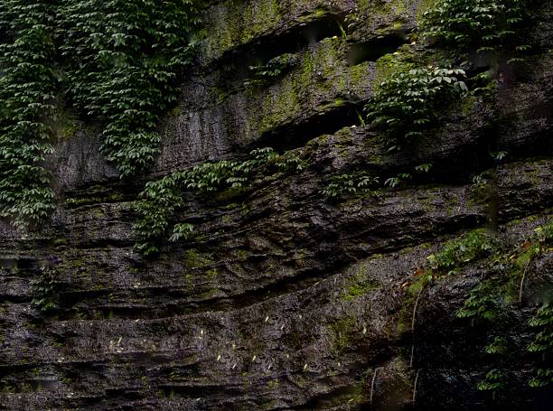 Rocky wall cliff wet vines in the rainforest