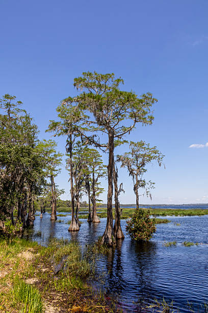 istock Lake Louisa State Park, Florida 14 2211535834