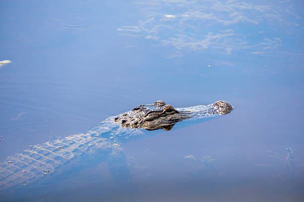 istock Alligator at Lake Apopka 2211535863