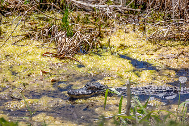 istock Alligator at Lake Apopka 2 2211535866