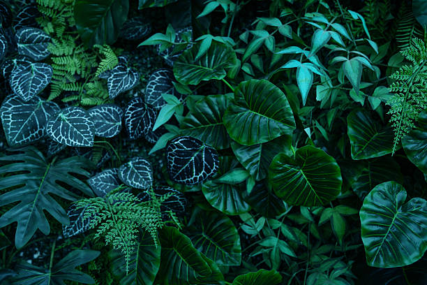 istock Full Frame of Green Leaves Pattern Background 2211536659