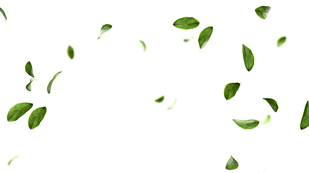 istock Lush green leaves flying botanical overlay background 3d render 2211537214