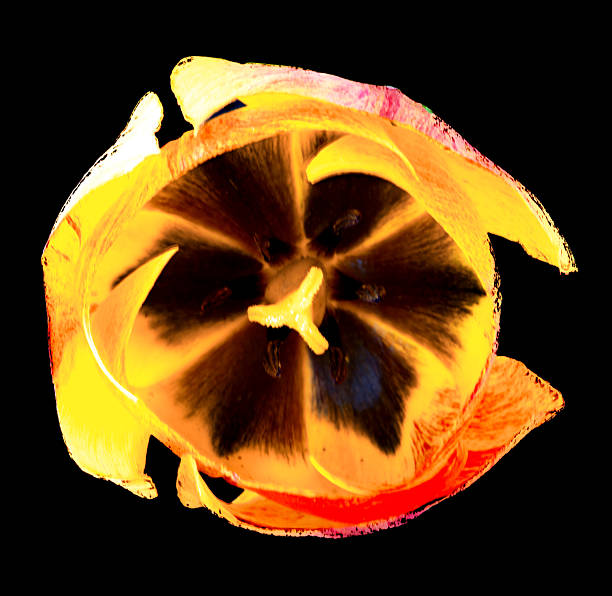 tulip flower growing on black background