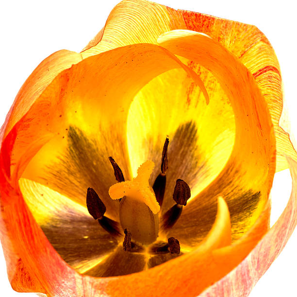 Tulip in macro