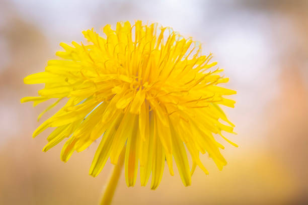 Colors of flowers at the beginning of spring.