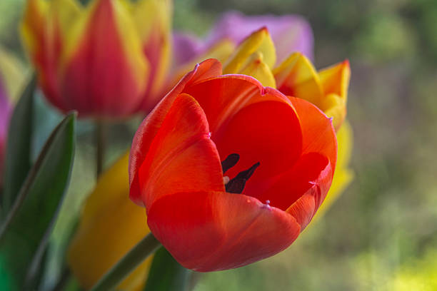 istock Spring flowers in macro photos. 2211542372