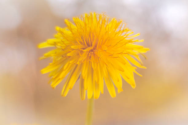 Photo of an yellow Dandelion flower blossom bloom and grow on a black background.  After flowering is finished, the dandelion flower head dries out for a day or two. The dried petals and stamens drop off, the bracts reflex (curve backwards), and the parachute ball opens into a full sphere. \nTaraxacum  is a large genus of flowering plants in the family Asteraceae, which consists of species commonly known as dandelions. The scientific and hobby study of the genus is known as taraxacology. The genus is native to Eurasia and North America, but the two most commonplace species worldwide, T. officinale (the common dandelion) and T. erythrospermum (the red-seeded dandelion), were introduced from Europe into North America, where they now propagate as wildflowers.