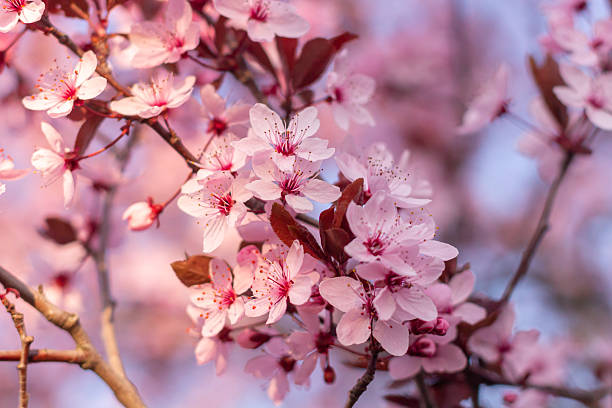 istock Pink Cherry blossoms on a beautiful background 2211542396