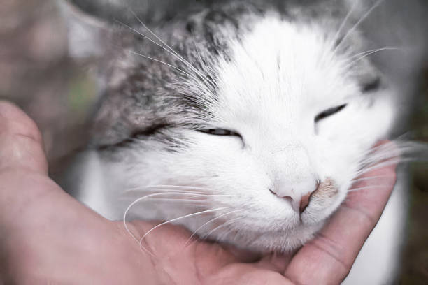 A hand gently strokes a very beautiful domestic cat
