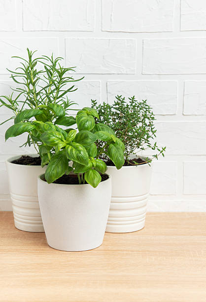 istock Fresh herbs growing in white pots on wooden table 2211543230