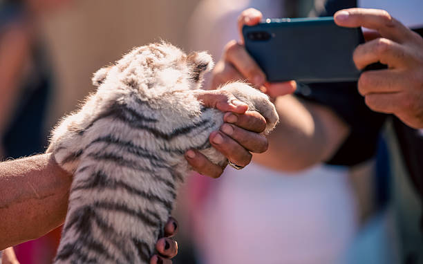 istock tiger cub in petting zoo 2211543836