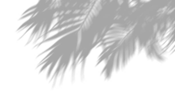 Palm leafs shadow shade moving relaxation cutout white backgrounds 3d render